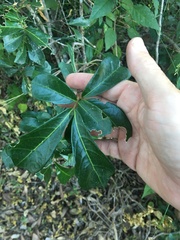 Cupaniopsis wadsworthii