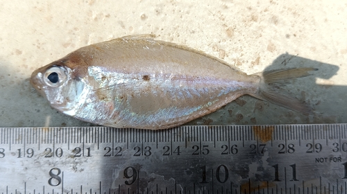 Glassfish (Pentaprion longimanus) — Gerreidae