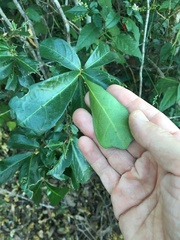 Cupaniopsis wadsworthii
