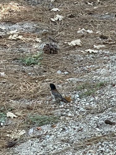 iNaturalist observation photo of Dark-eyed Junco