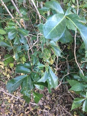 Cupaniopsis wadsworthii