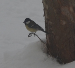 Parus major major