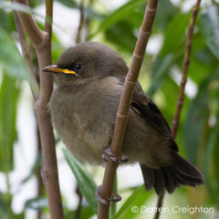 New Zealand Bellbird photo 5