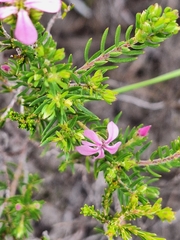 Acmadenia obtusata, photograph (c) Adele SL, some rights reserved (CC BY)