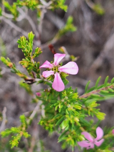 Acmadenia obtusata, photograph 4