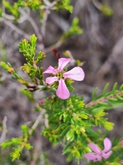 Acmadenia obtusata, photograph (c) Adele SL, some rights reserved (CC BY)