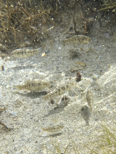 Owens Pupfish (Cyprinodon radiosus) — Cyprinodontidae — 3