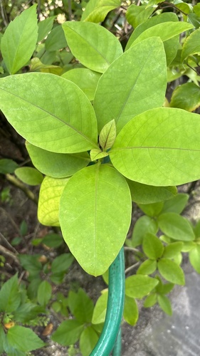 Pseuderanthemum maculatum observed 2026-05-25