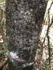 Auranticarpa rhombifolia