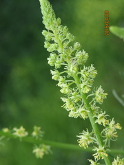 Reseda lutea