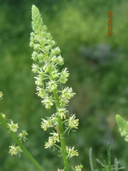 Reseda lutea