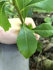 Auranticarpa rhombifolia