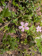 Phlox adsurgens