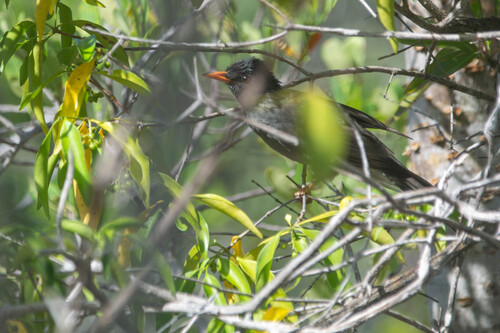 Malagasy Bulbul (Hypsipetes madagascariensis), photo 4