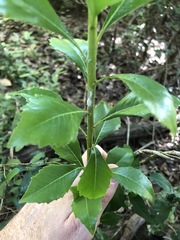 Auranticarpa rhombifolia
