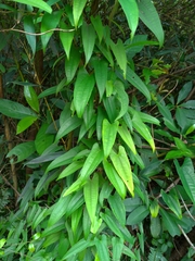 Dioscoreaceae