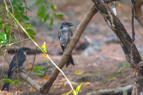 Aldabra Drongo (Dicrurus aldabranus)