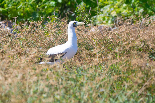 Piquero enmascarado (Sula dactylatra)