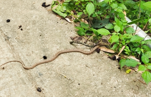 King Ratsnake