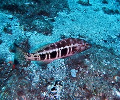 Serranus atricauda