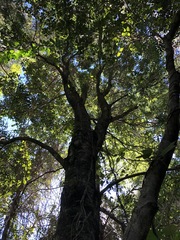 Auranticarpa rhombifolia