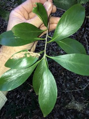 Siphonodon australis