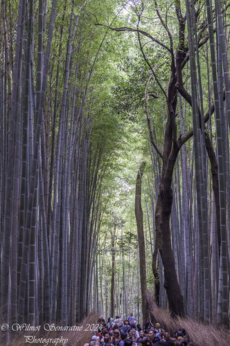 Phyllostachys edulis, photograph 3