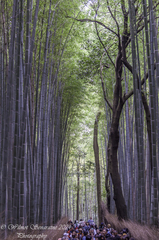 Phyllostachys edulis, photograph author not stated, no rights reserved