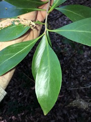 Siphonodon australis