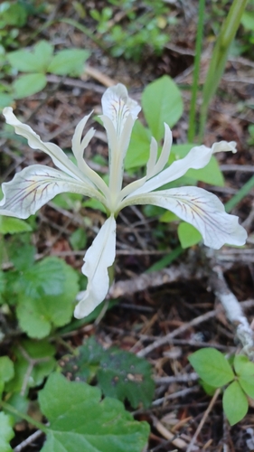 Iris chrysophylla, photograph 2