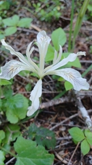 Iris chrysophylla, photograph author not stated, no rights reserved
