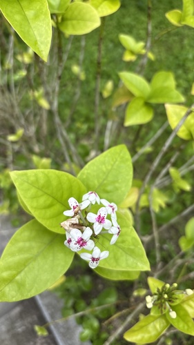 Pseuderanthemum maculatum observed 2026-05-25