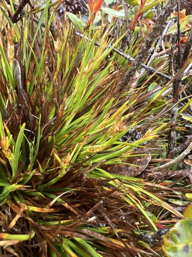 Oreobolus furcatus observed 2026-05-24