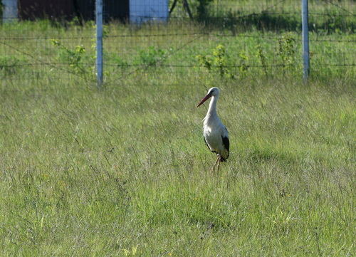 White Stork