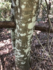 Siphonodon australis