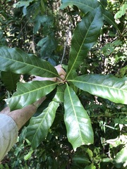 Planchonella pohlmaniana