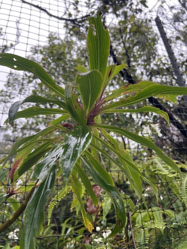 Dubautia raillardioides observed 2026-05-24