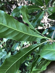 Planchonella pohlmaniana