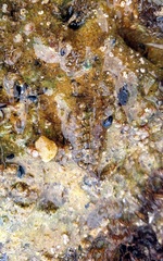 Acanthochitona
