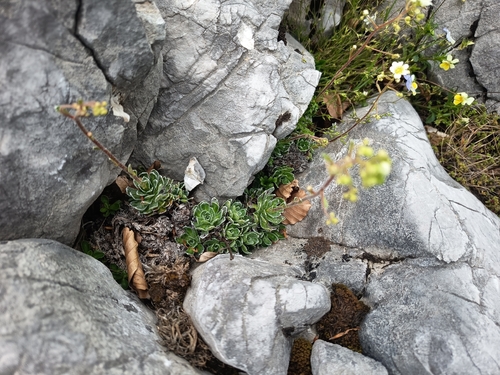 Livelong Saxifrage