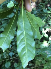 Planchonella pohlmaniana