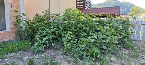 Bohemian Knotweed