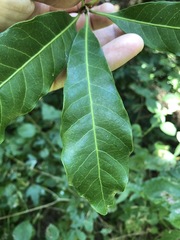 Planchonella pohlmaniana
