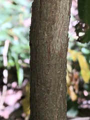 Planchonella pohlmaniana