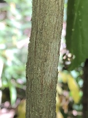 Planchonella pohlmaniana