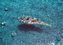 Sphoeroides marmoratus