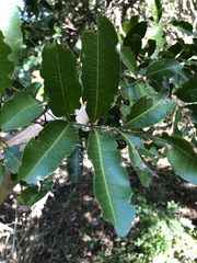 Cupaniopsis parvifolia