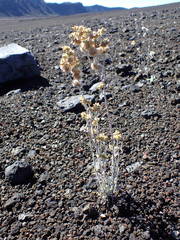 Helichrysum luteoalbum image