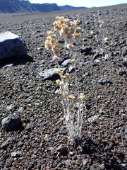 Helichrysum luteoalbum image