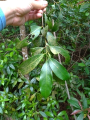 Cryptocarya concinna